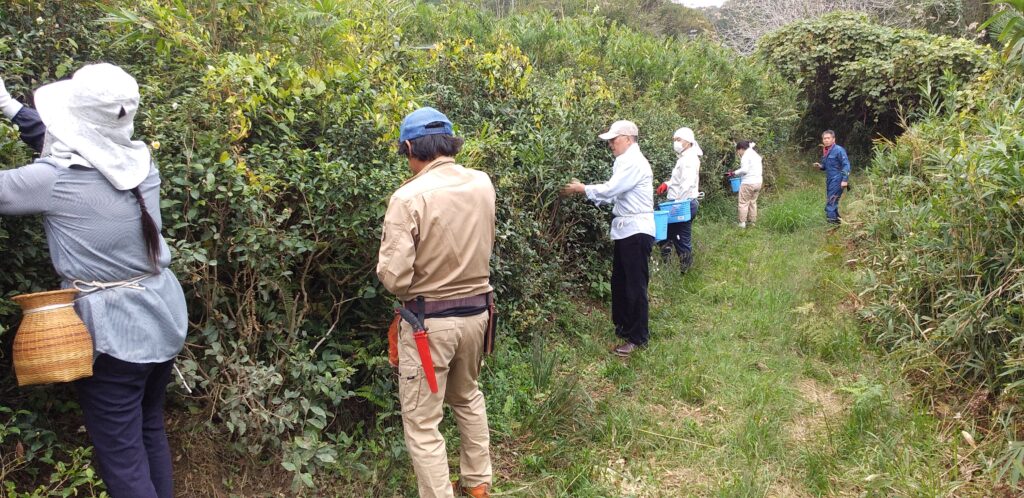 茶の実採集作業